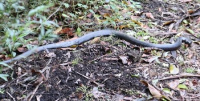 IMG_3871 cropped 448px