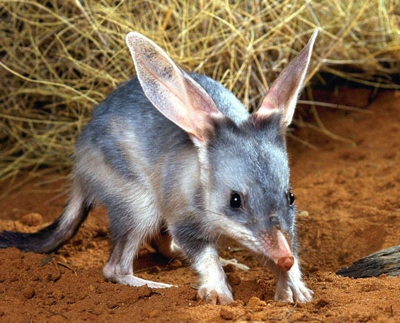 Bilby 1 400px