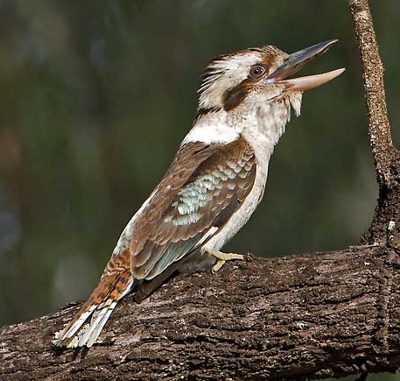 laughing_kookaburra 1 400px