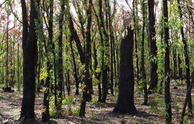Regrowth after a wildfire (bushfire) in Australia