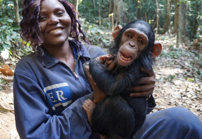 Chimpanzee in a sanctuary in the Cameroon