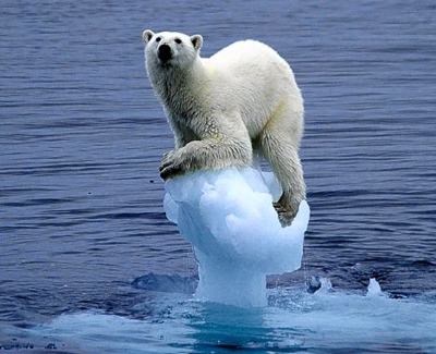 The polar bear has been used as a symbol of climate change by some activitists