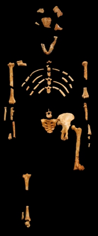 The bone fragments alleged to be Lucy - Australopithecus afarensis