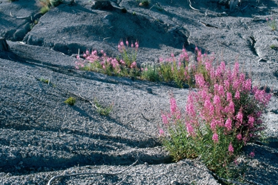 Revegetation after the Mount St Helens eruption in USA