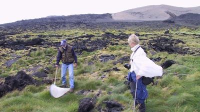 Colonization of the island of Surtsey which was formed by a huge undersea volcanic eruption off Iceland 