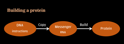 Schematic diagram: Building a protein