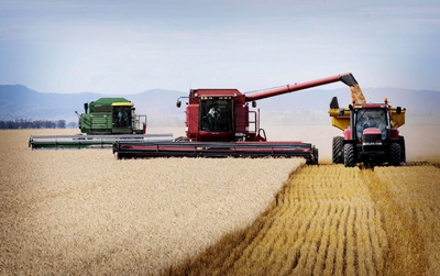 Wheat harvest by combine harvesters