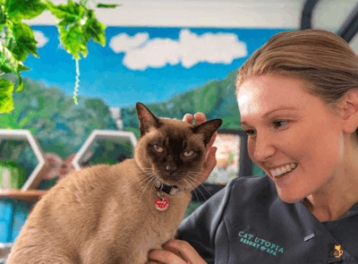 Cat Utopia is paradise for cats