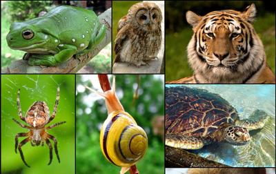 Animal diversity