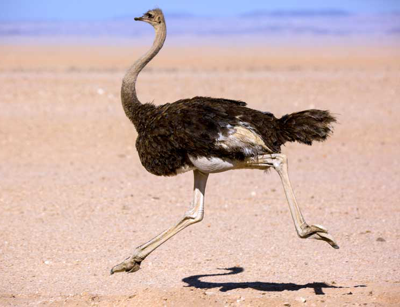 Although an ostrich "has no understanding", it can run fast