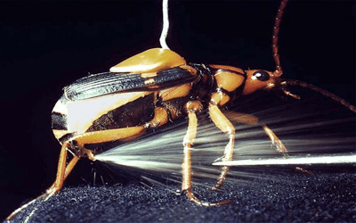 The bombardier beetle