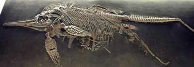 A fossil of an Ichthysoaur giving birth
