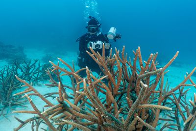 Marohasy knows the Great Barrier Reef well