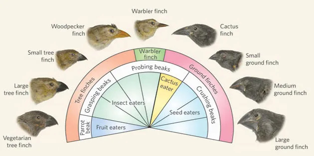 Variety of finches
